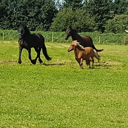 Friesenhof Meyer Apartamento *